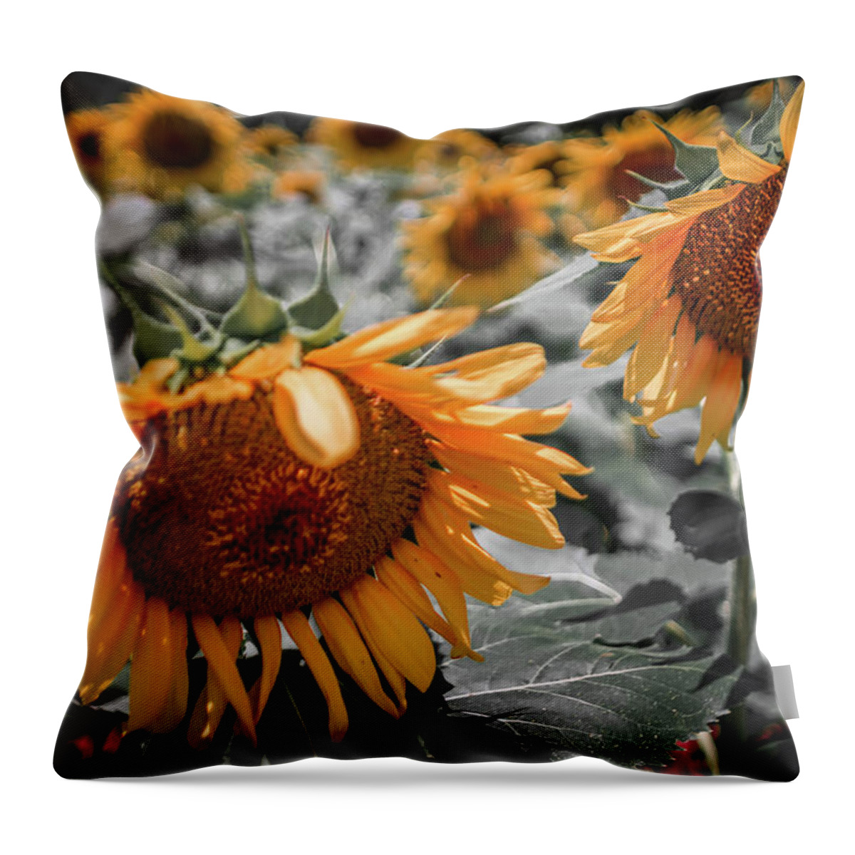 Sun Throw Pillow featuring the photograph Beautiful Sunflower Field In South Carolina #1 by Alex Grichenko