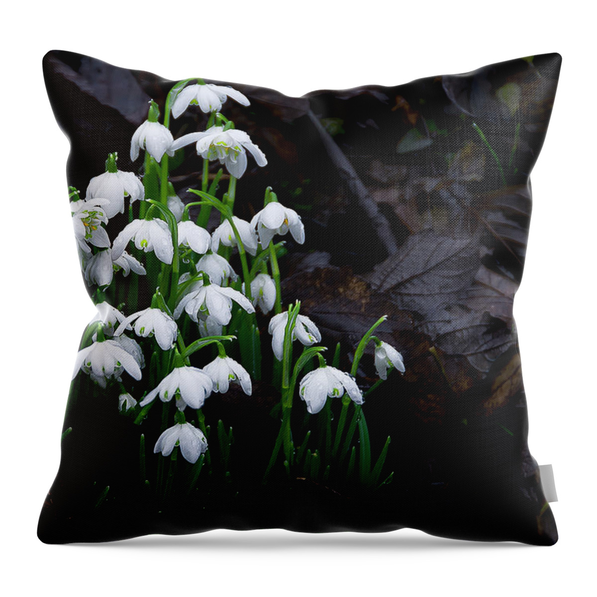 Snow Throw Pillow featuring the photograph Beginning #1 by Svetlana Sewell