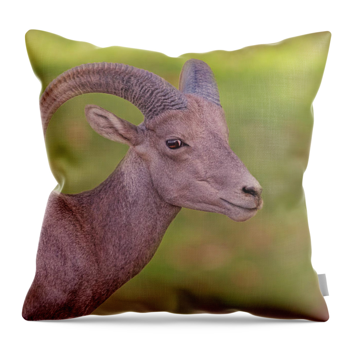 Animal Throw Pillow featuring the photograph Bighorn Sheep #1 by Brian Cross
