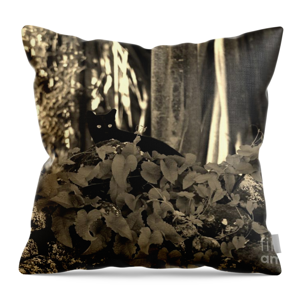 Cat Throw Pillow featuring the photograph Black Cat #1 by Craig Wood