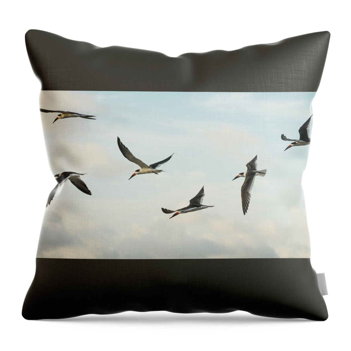 Florida Throw Pillow featuring the photograph Black Skimmers in Flight Delray Beach Florida #1 by Lawrence S Richardson Jr