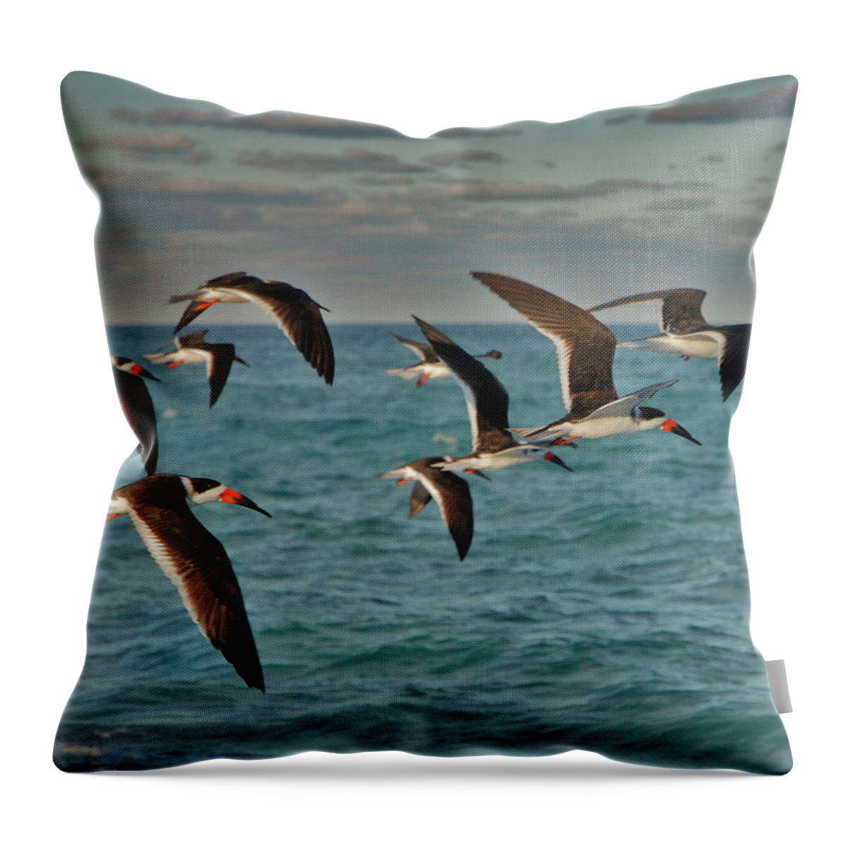 Black Skimmers Throw Pillow featuring the photograph 1- Black Skimmers by Joseph Keane