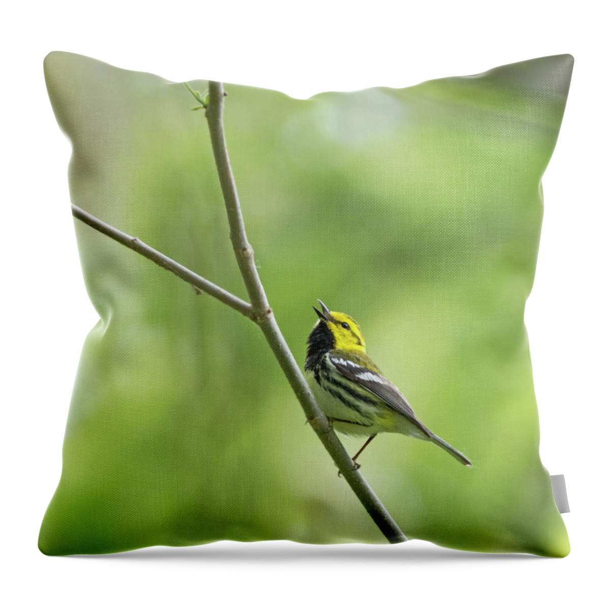 Black-throated Green Warbler Throw Pillow featuring the photograph Black-Throated Green Warbler #1 by Jim Zablotny