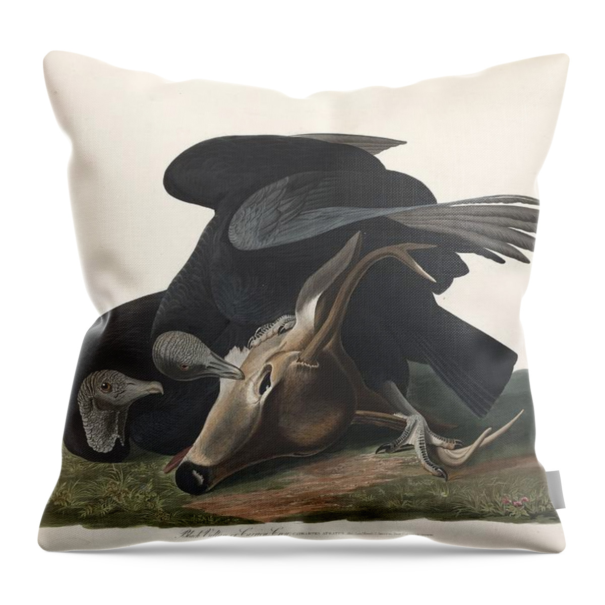Audubon Throw Pillow featuring the drawing Black Vulture #1 by Dreyer Wildlife Print Collections 