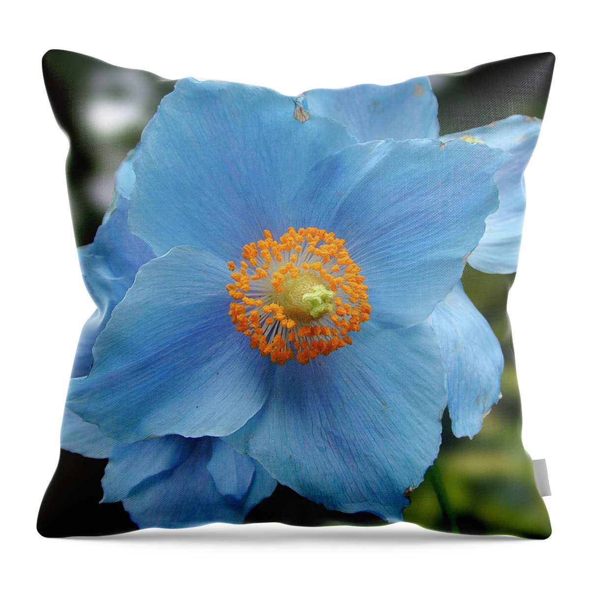Blue Throw Pillow featuring the photograph Blue Flower, Butchart Gardens, Victoria BC Canada #1 by Michael Bessler