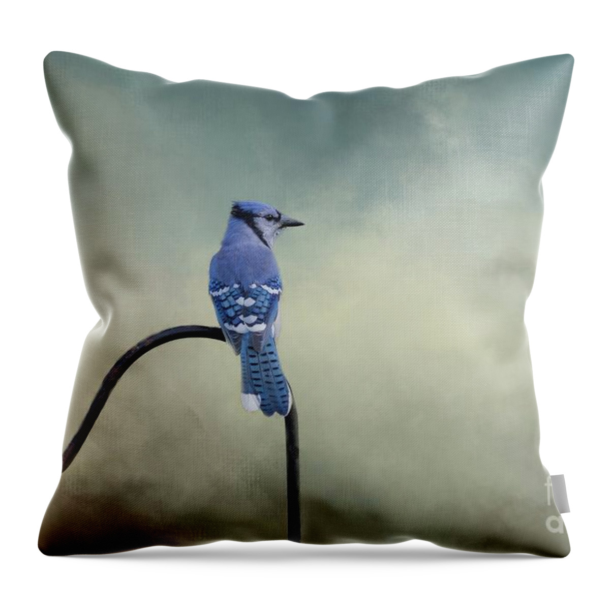 Blue Jay Throw Pillow featuring the photograph Blue Jay #1 by Eva Lechner
