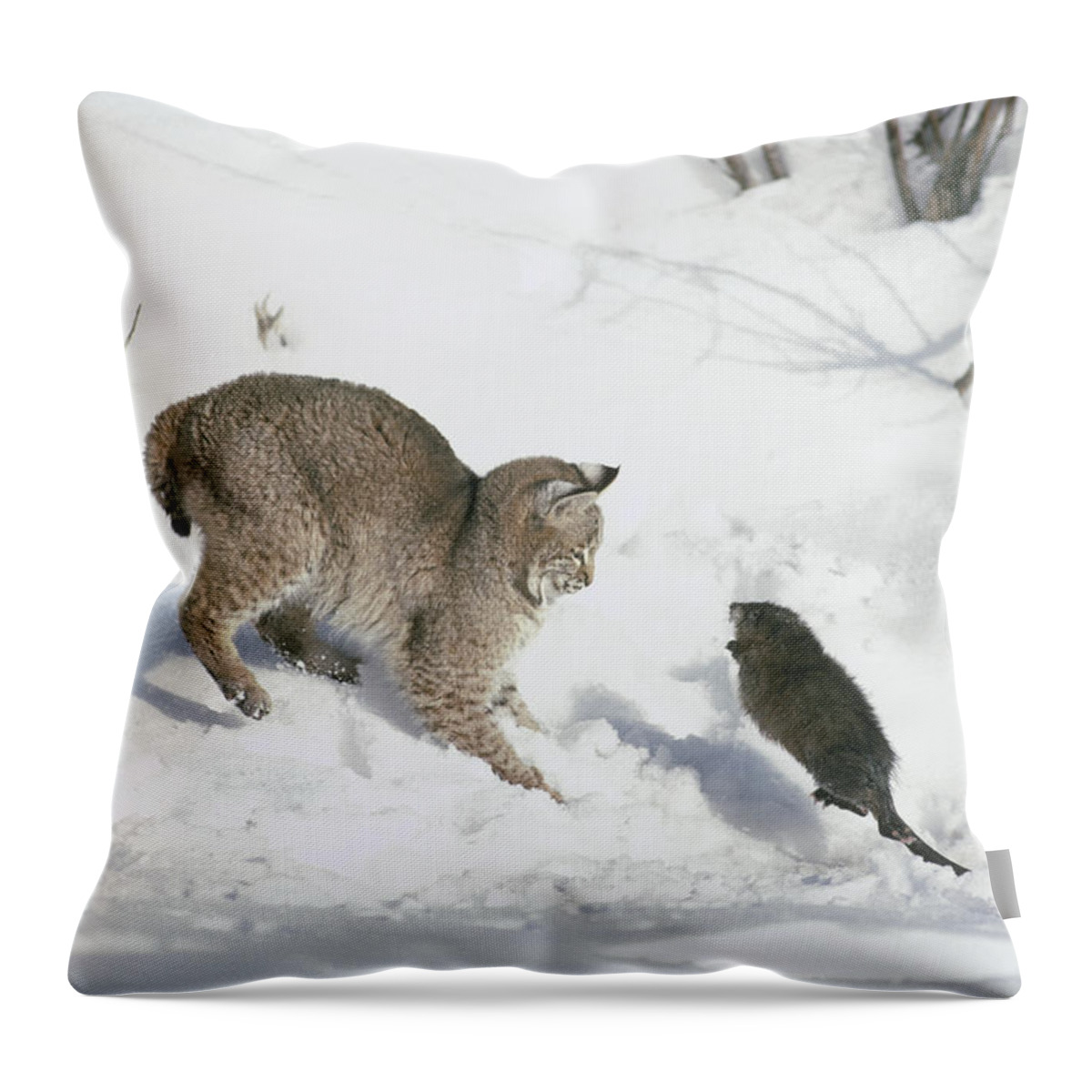 Mp Throw Pillow featuring the photograph Bobcat Lynx Rufus Hunting Muskrat #1 by Michael Quinton
