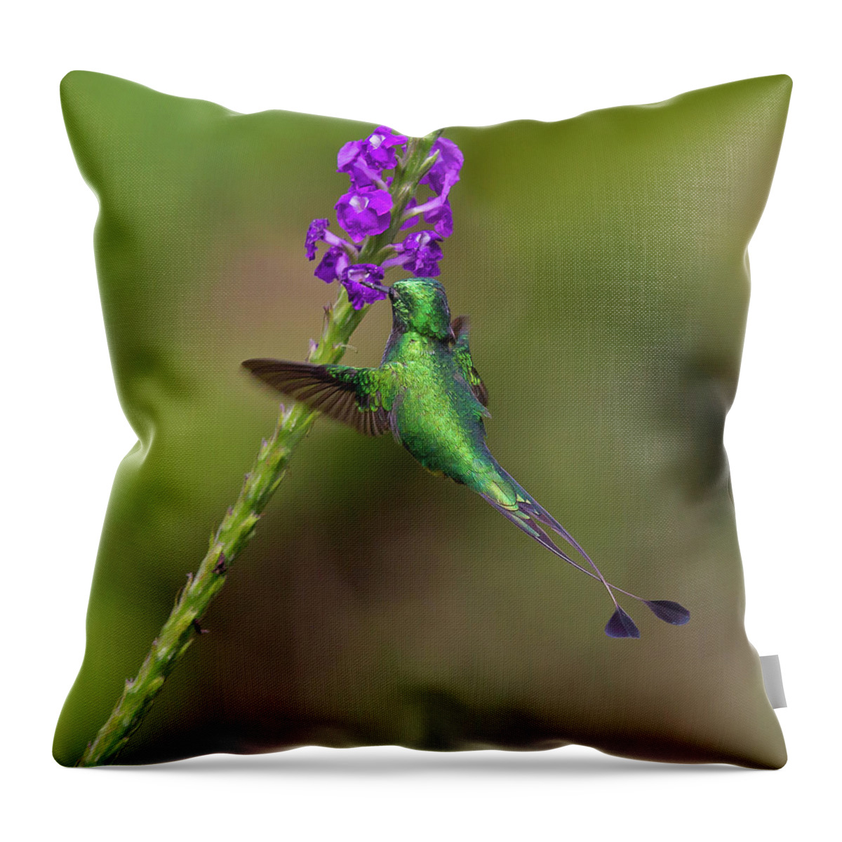 2015 Throw Pillow featuring the photograph Booted Racket-tail #2 by Jean-Luc Baron