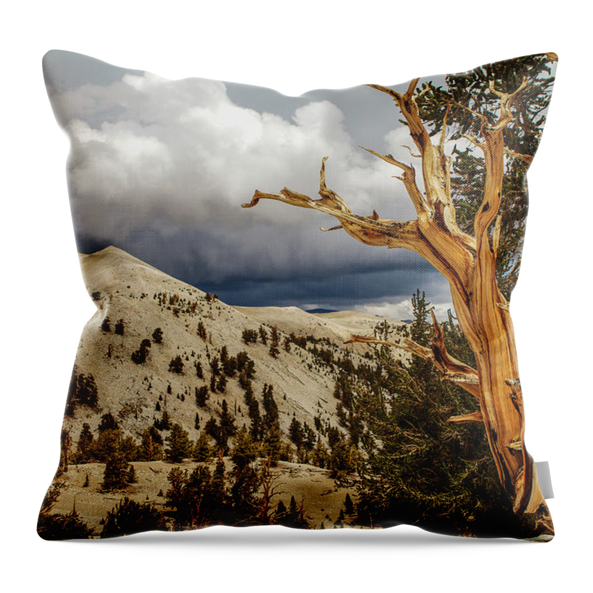 Bristlecone Pine Throw Pillow featuring the photograph Bristlecone Pine tree 7 by Duncan Selby