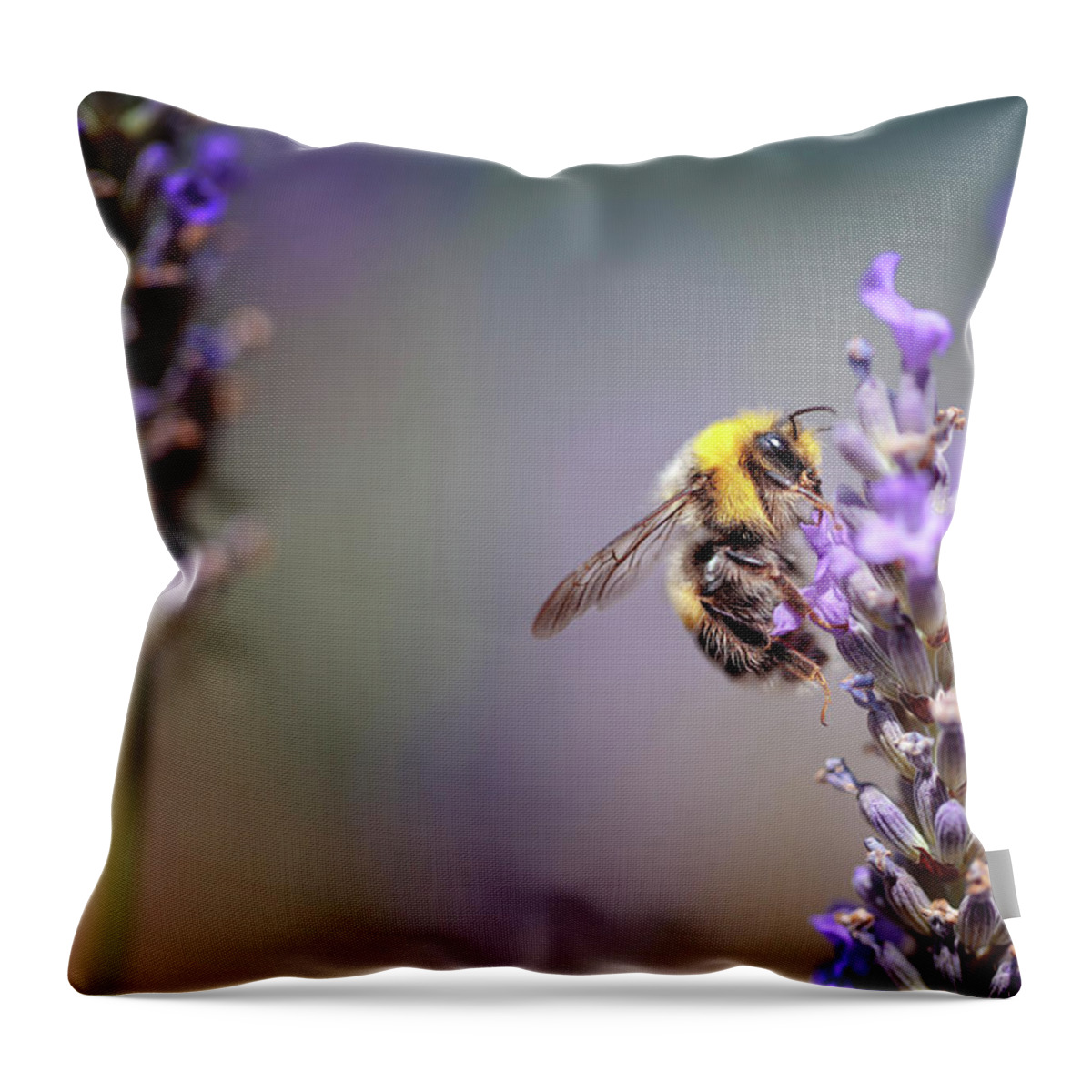 Lavender Throw Pillow featuring the photograph Bumblebee and Lavender #1 by Nailia Schwarz