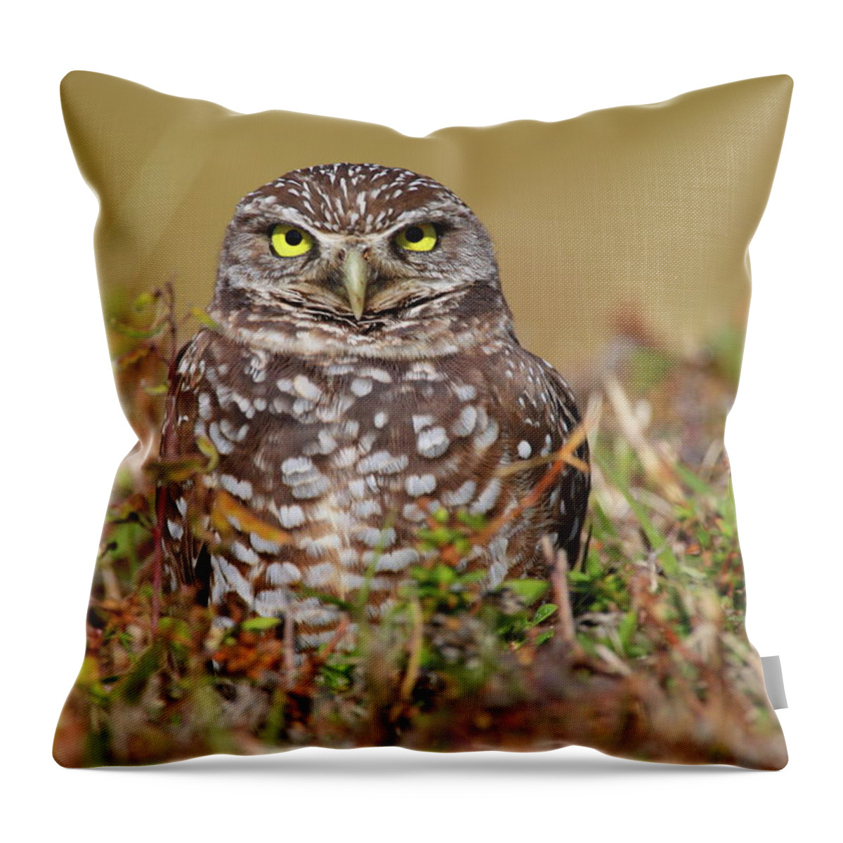 Owl Throw Pillow featuring the photograph Burrowing Owl #1 by Bruce J Robinson