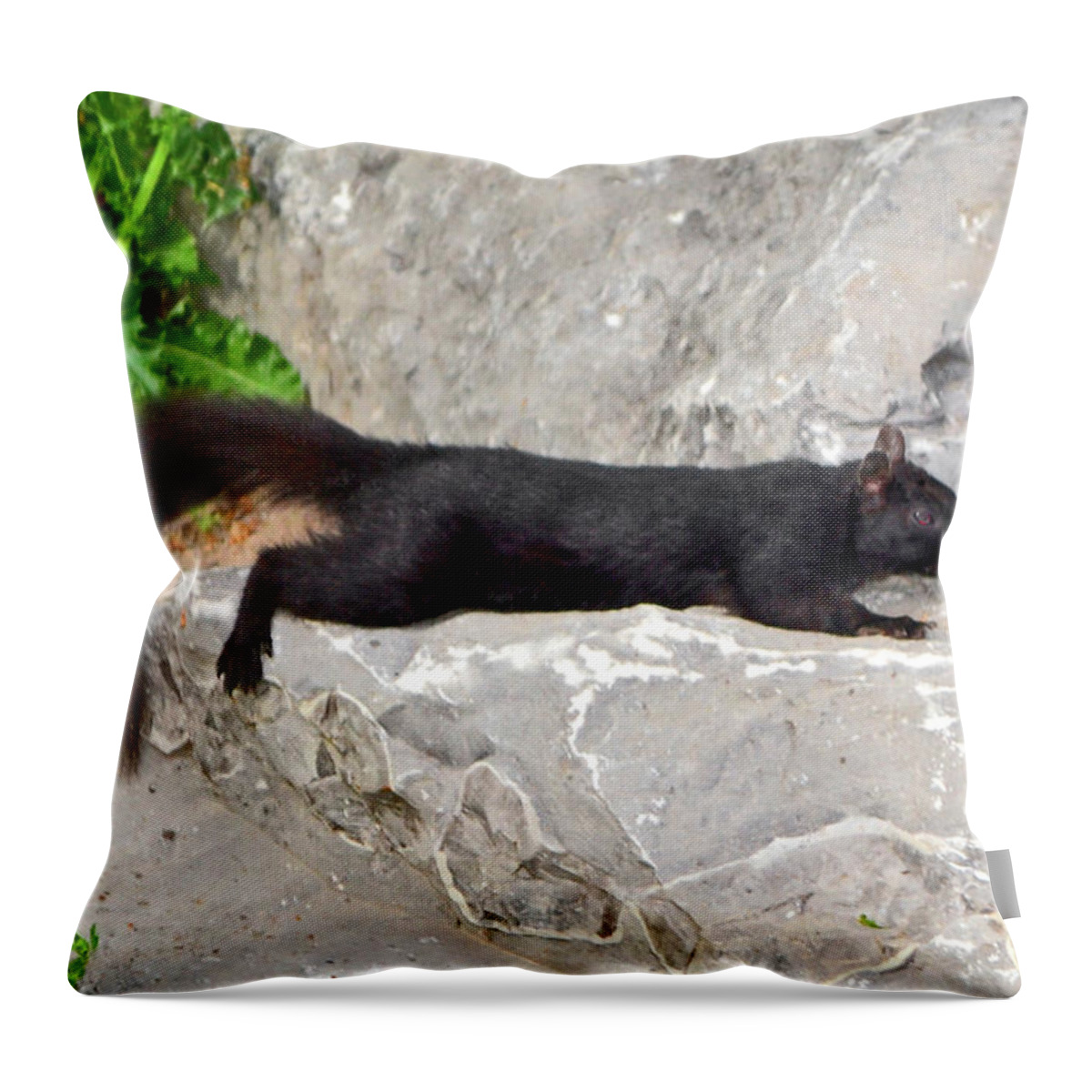 Squirrel Throw Pillow featuring the photograph Catching Some Rays 006 #1 by George Bostian