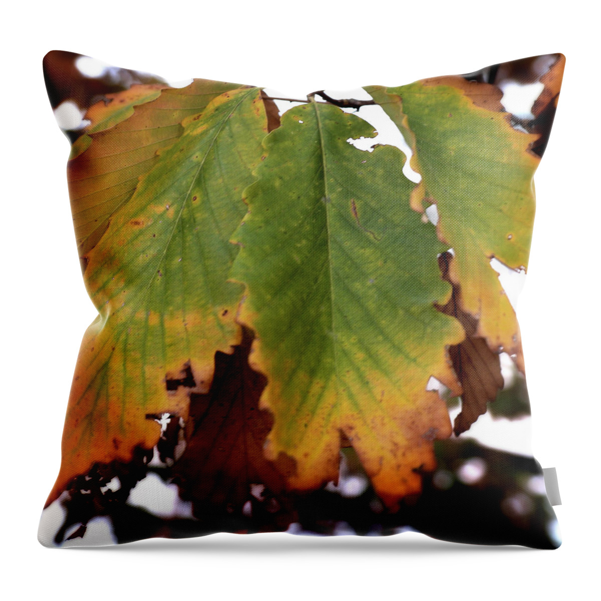 Fall Throw Pillow featuring the photograph Changing Leaves #1 by George Taylor