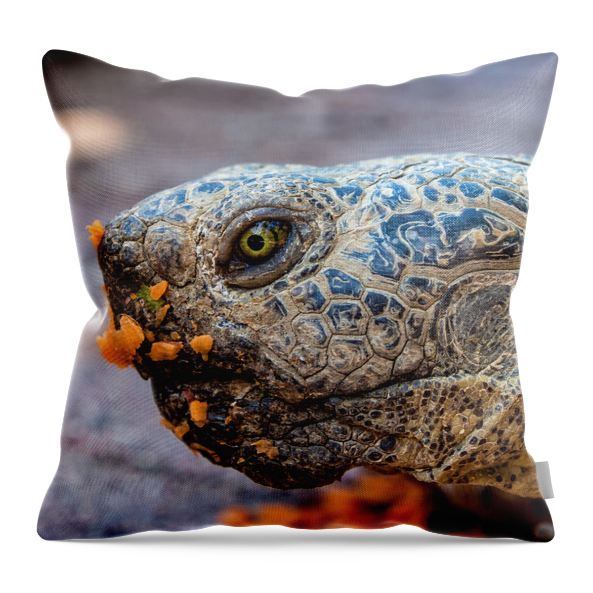 Desert Tortoise Throw Pillow featuring the photograph Chatsworth Eats Carrots by Gary Karlsen