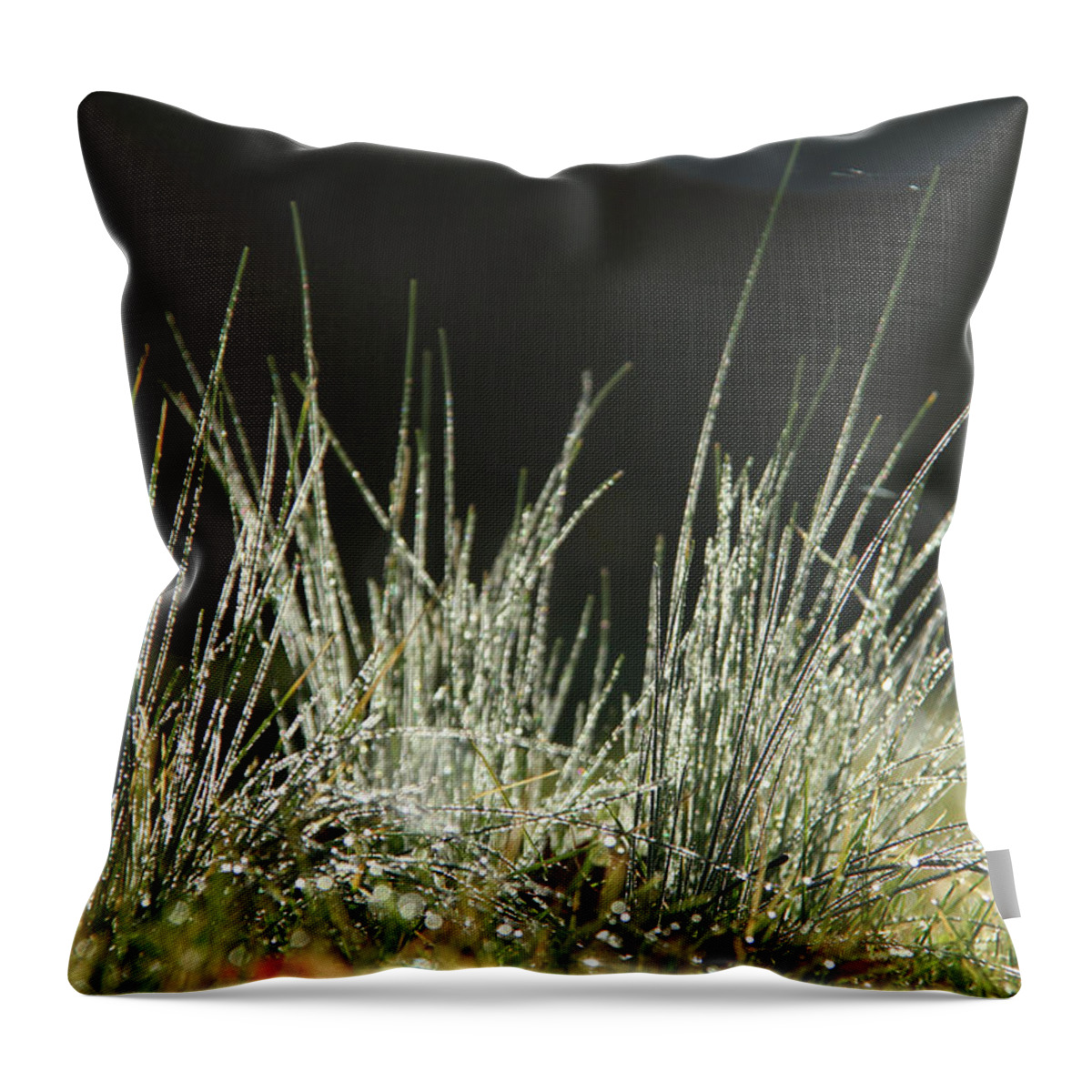 Grass Throw Pillow featuring the photograph Close-up of dew on grass, in a sunny, humid autumn morning #1 by Emanuel Tanjala