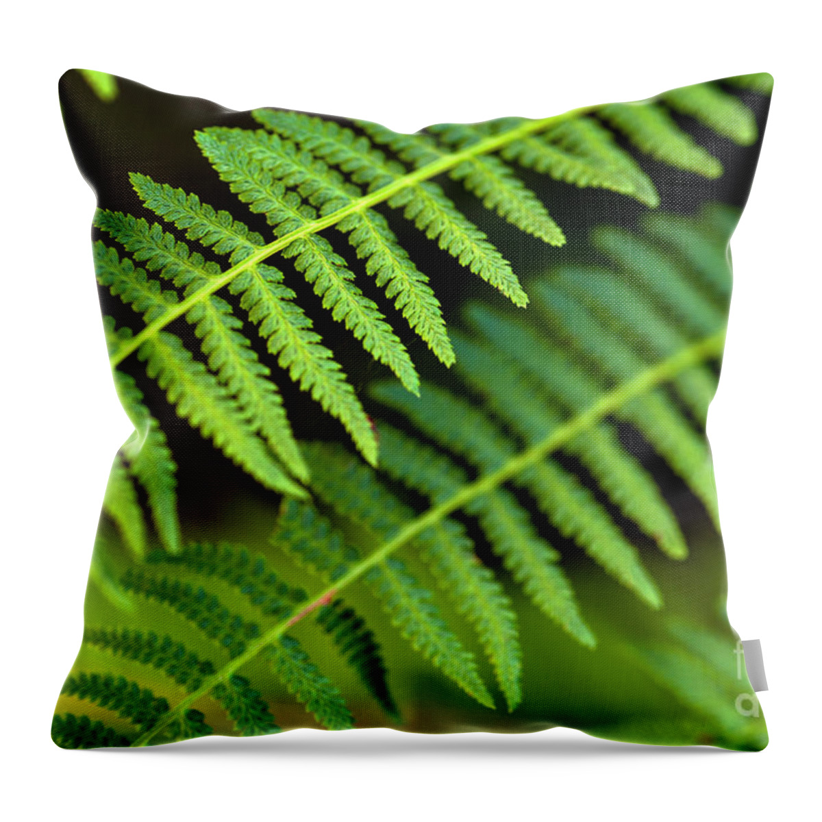 Forest Setting Throw Pillow featuring the photograph Close-up of Ferns #1 by Jim Corwin