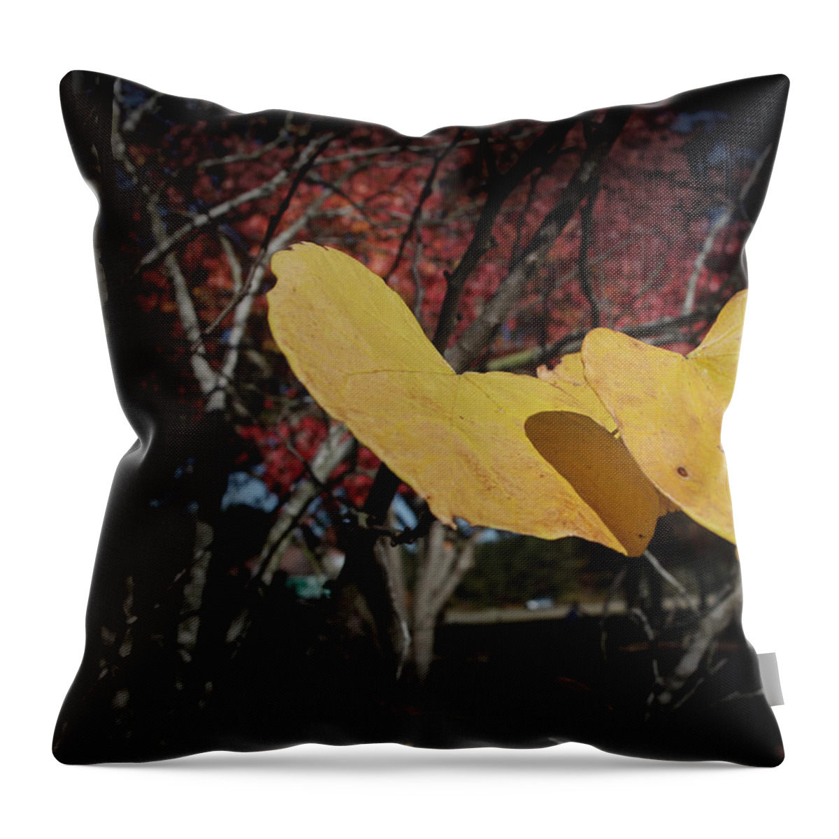 Fall Throw Pillow featuring the photograph Colors of Fall #1 by Joseph G Holland