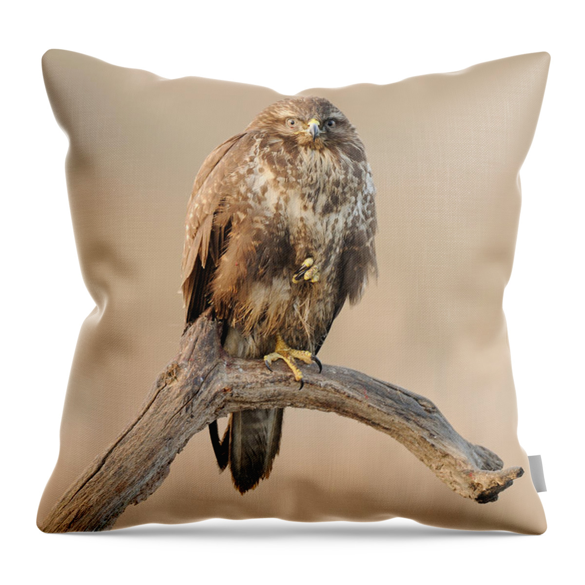 Common Buzzard Throw Pillow featuring the photograph Common Buzzard #1 by Dr. Rainer Herzog