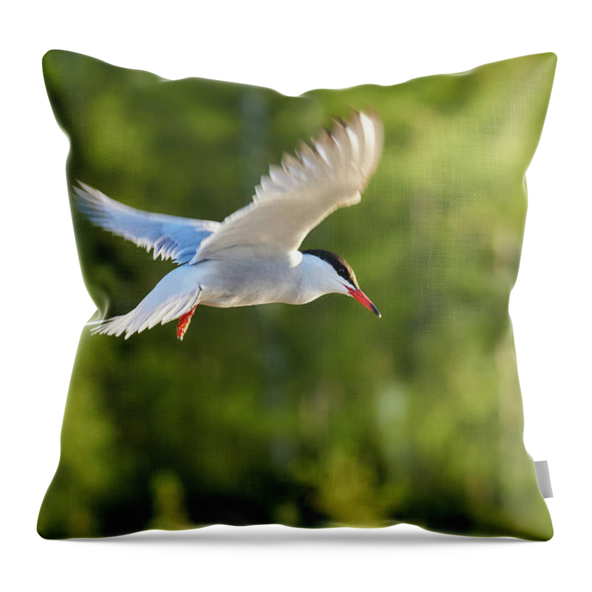 Isosuo Throw Pillow featuring the photograph Common tern #1 by Jouko Lehto