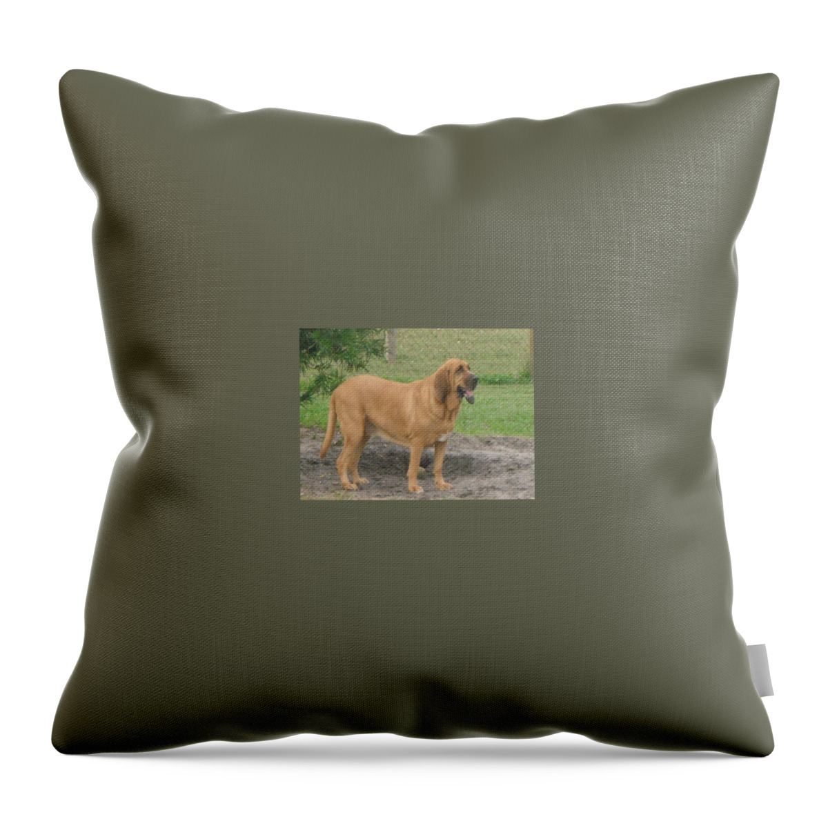 Bloodhound Throw Pillow featuring the photograph Cujo at the Park #1 by Val Oconnor