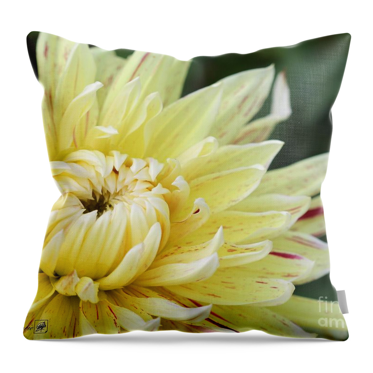 Mccombie Throw Pillow featuring the photograph Dahlia named Cambridge #3 by J McCombie