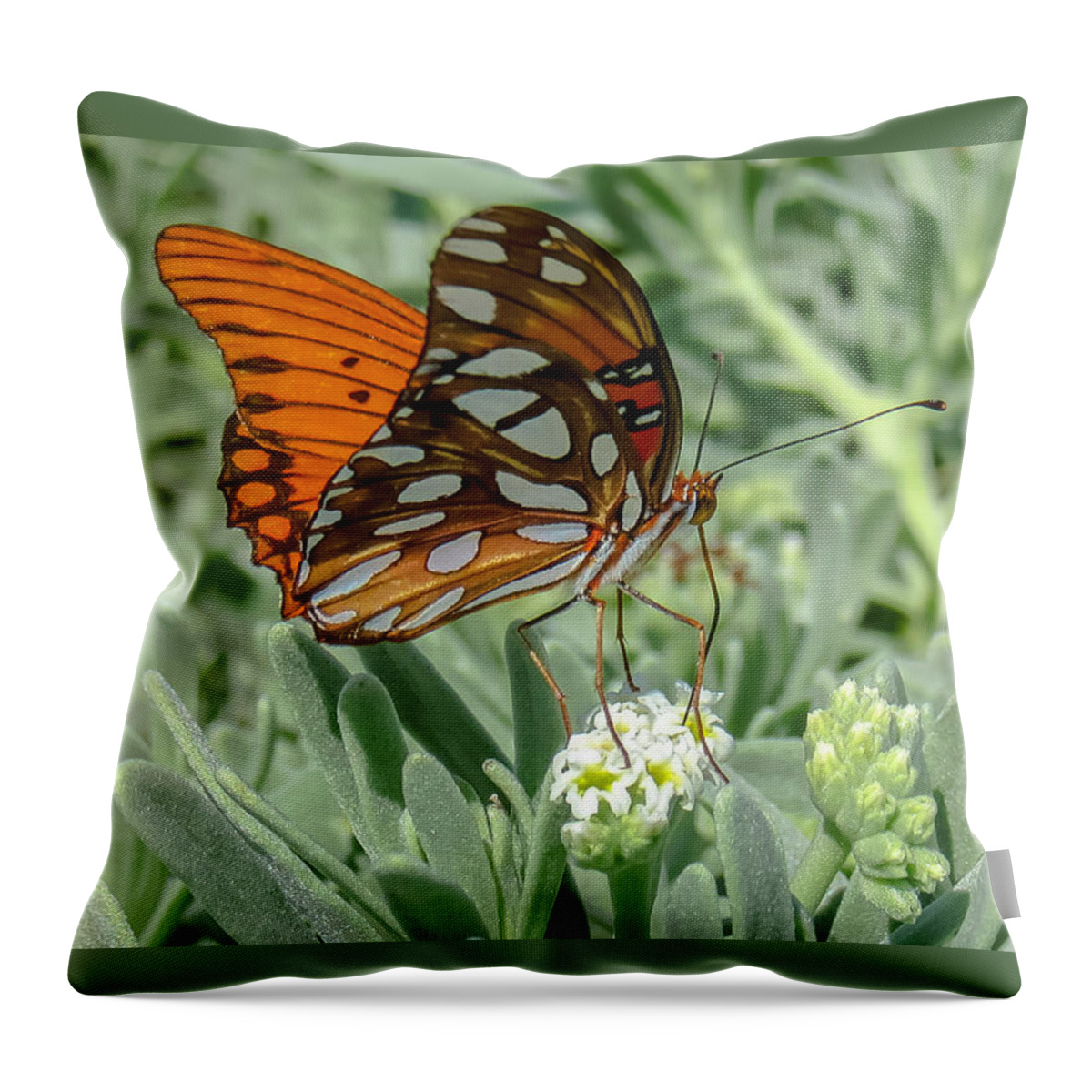 Cheryl Baxter Photography Throw Pillow featuring the photograph Delicate Butterfly #1 by Cheryl Baxter