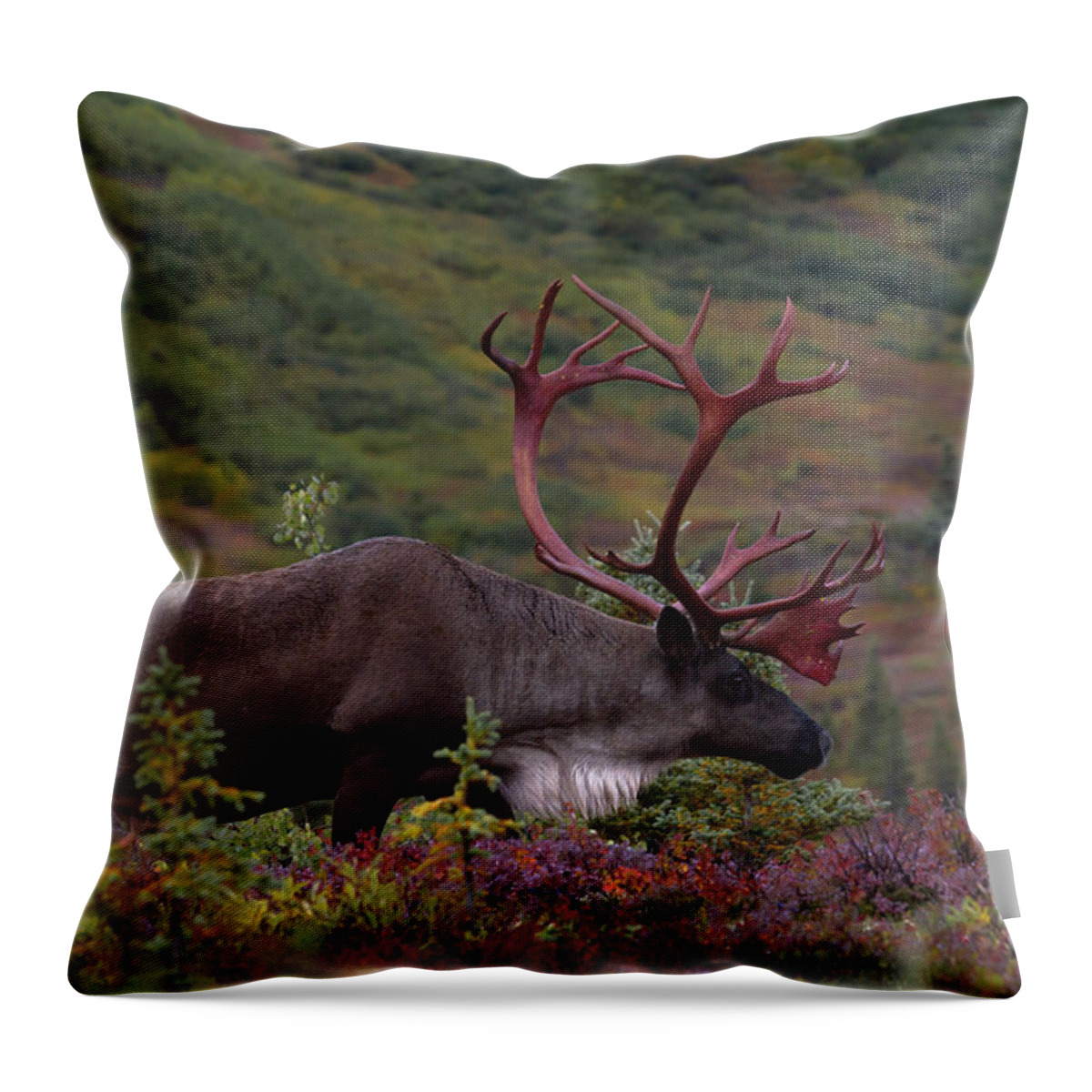 Alaska Throw Pillow featuring the photograph Denali Caribou Herd #1 by Scott Slone