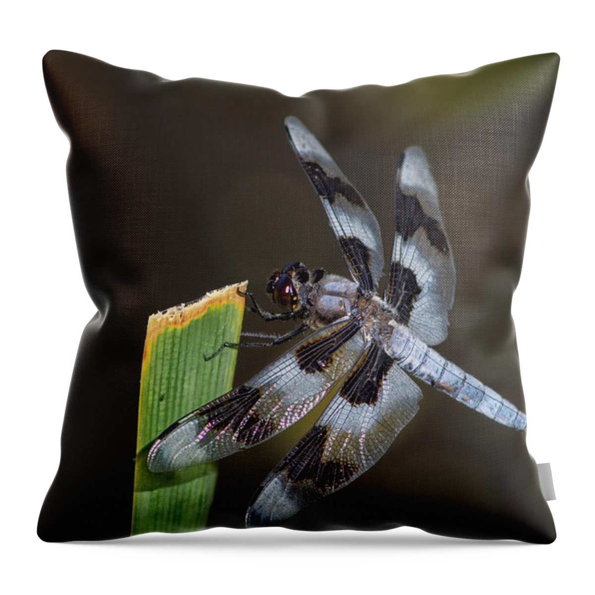 Dragonfly Throw Pillow featuring the photograph Dragonfly #1 by Rick Mosher