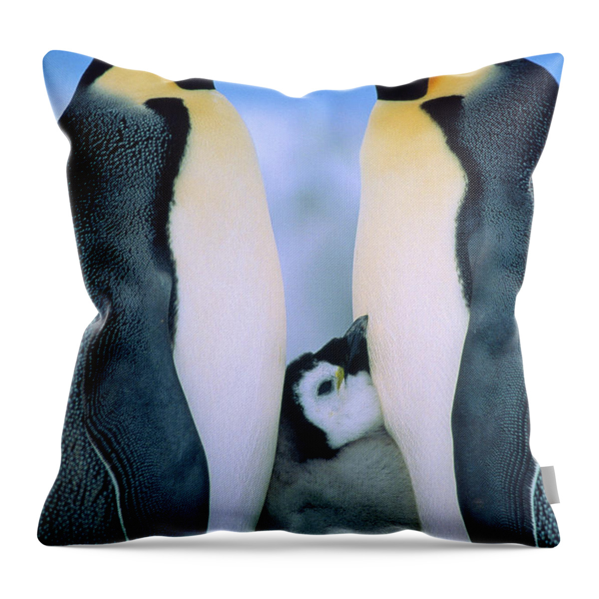 00140141 Throw Pillow featuring the photograph Emperor Penguin Family #1 by Tui de Roy