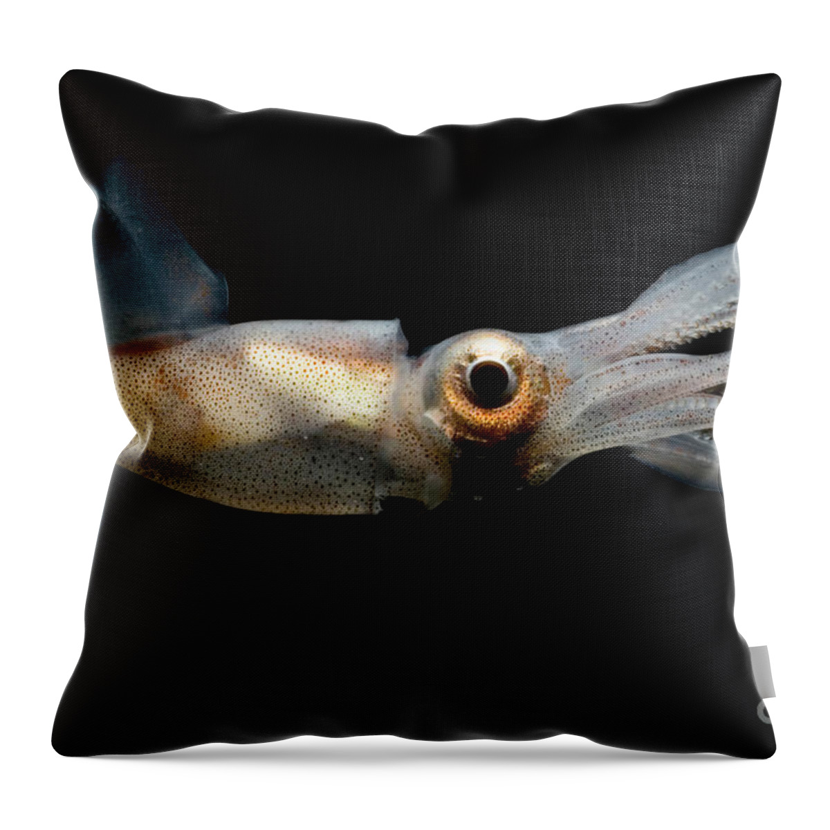 Eye Flash Squid Throw Pillow featuring the photograph Eye Flash Squid #1 by Dante Fenolio