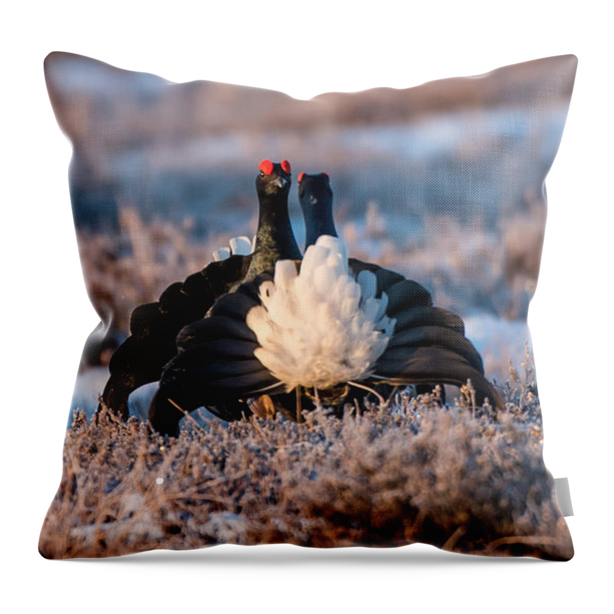 Black Grouse Throw Pillow featuring the photograph Face to Face #1 by Torbjorn Swenelius