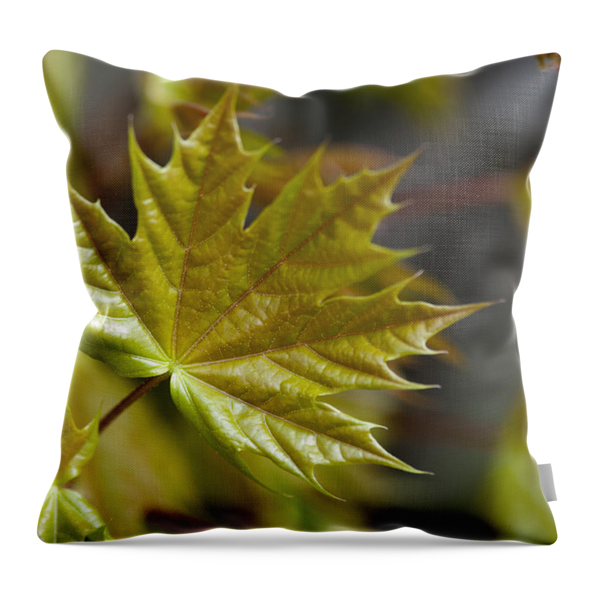 First Spring Leaves Throw Pillow featuring the photograph First Spring Leaves #1 by Olga Streikmane
