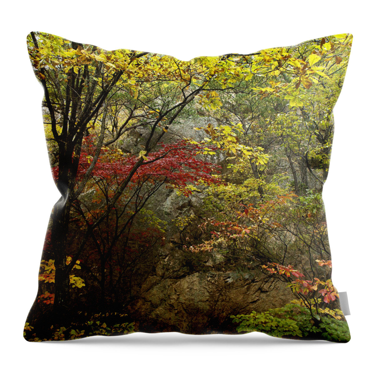 Autumn Throw Pillow featuring the photograph Forest in Autumn #1 by Michele Burgess