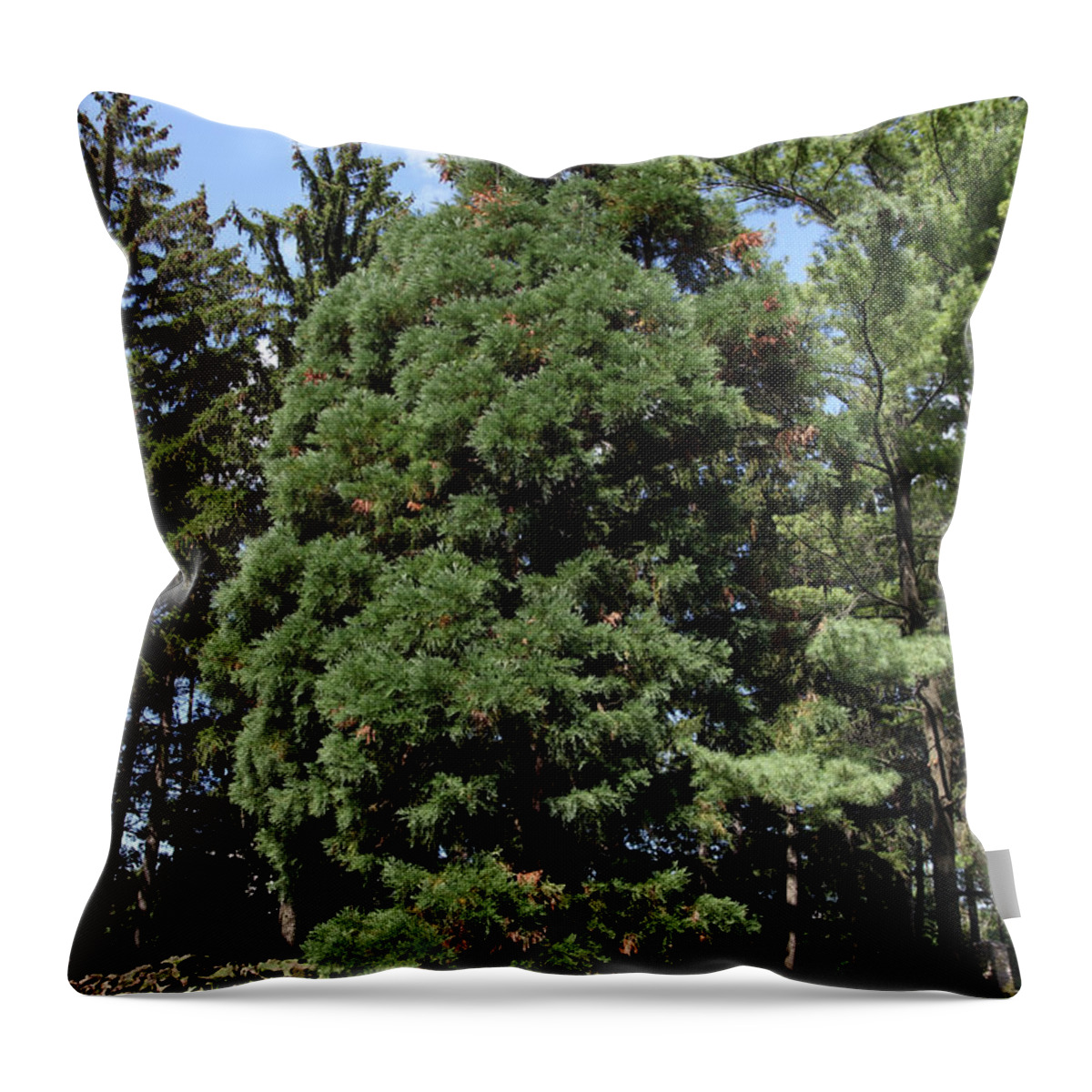 Giant Sequoia Throw Pillow featuring the photograph Giant Sequoias #1 by Ted Kinsman