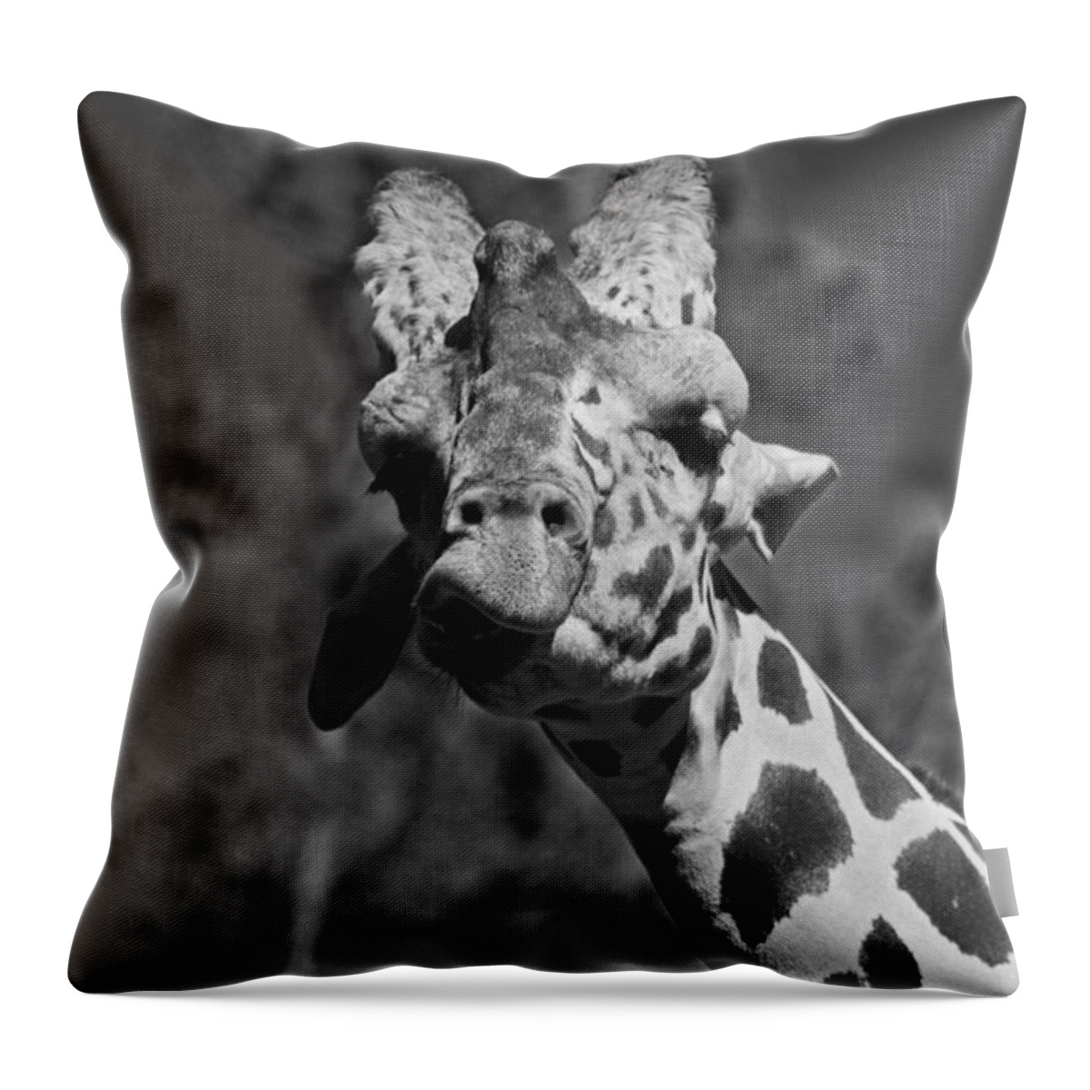 Giraffe Throw Pillow featuring the photograph Gimme a Kiss #1 by Michiale Schneider