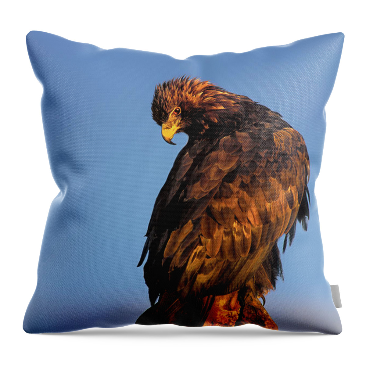 Dave Welling Throw Pillow featuring the photograph Golden Eagle Aquila Chrysaetos Captive Colorado #1 by Dave Welling