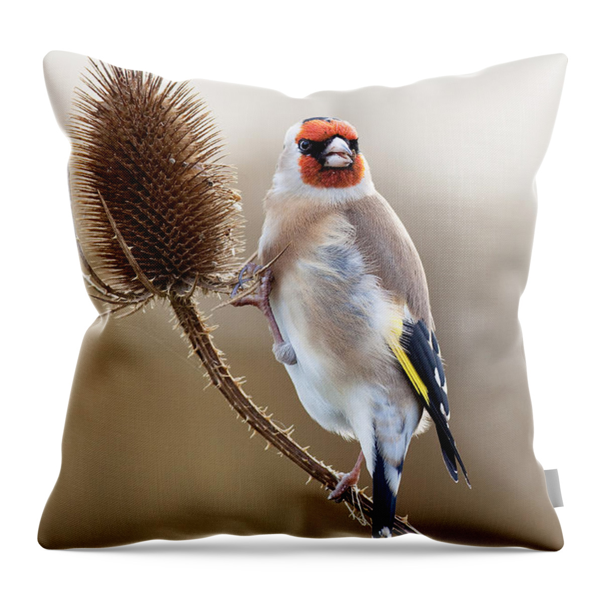 Goldfinch Throw Pillow featuring the photograph Goldfinch on teasle #1 by Bob Kemp