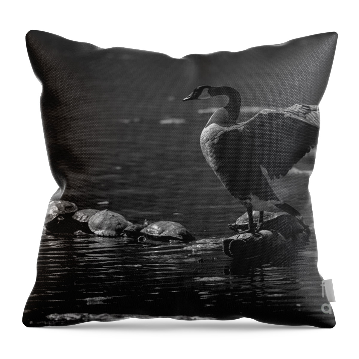 Canada Goose Throw Pillow featuring the photograph Goose and turtles #1 by JT Lewis