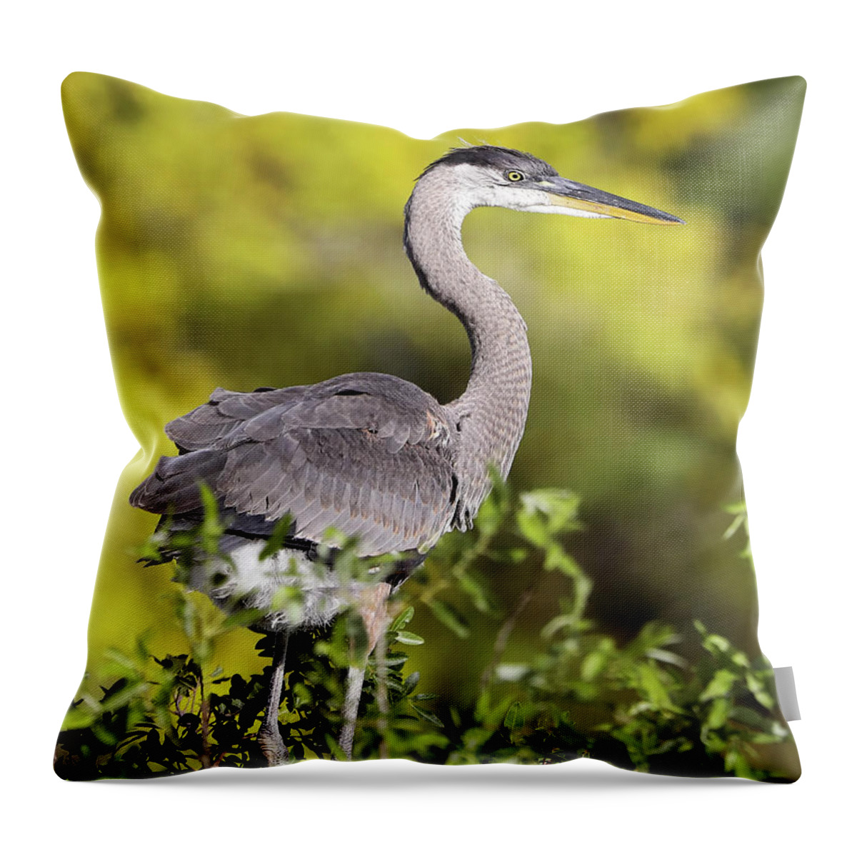 Great Blue Heron Throw Pillow featuring the photograph Great Blue Heron #1 by Jack Nevitt