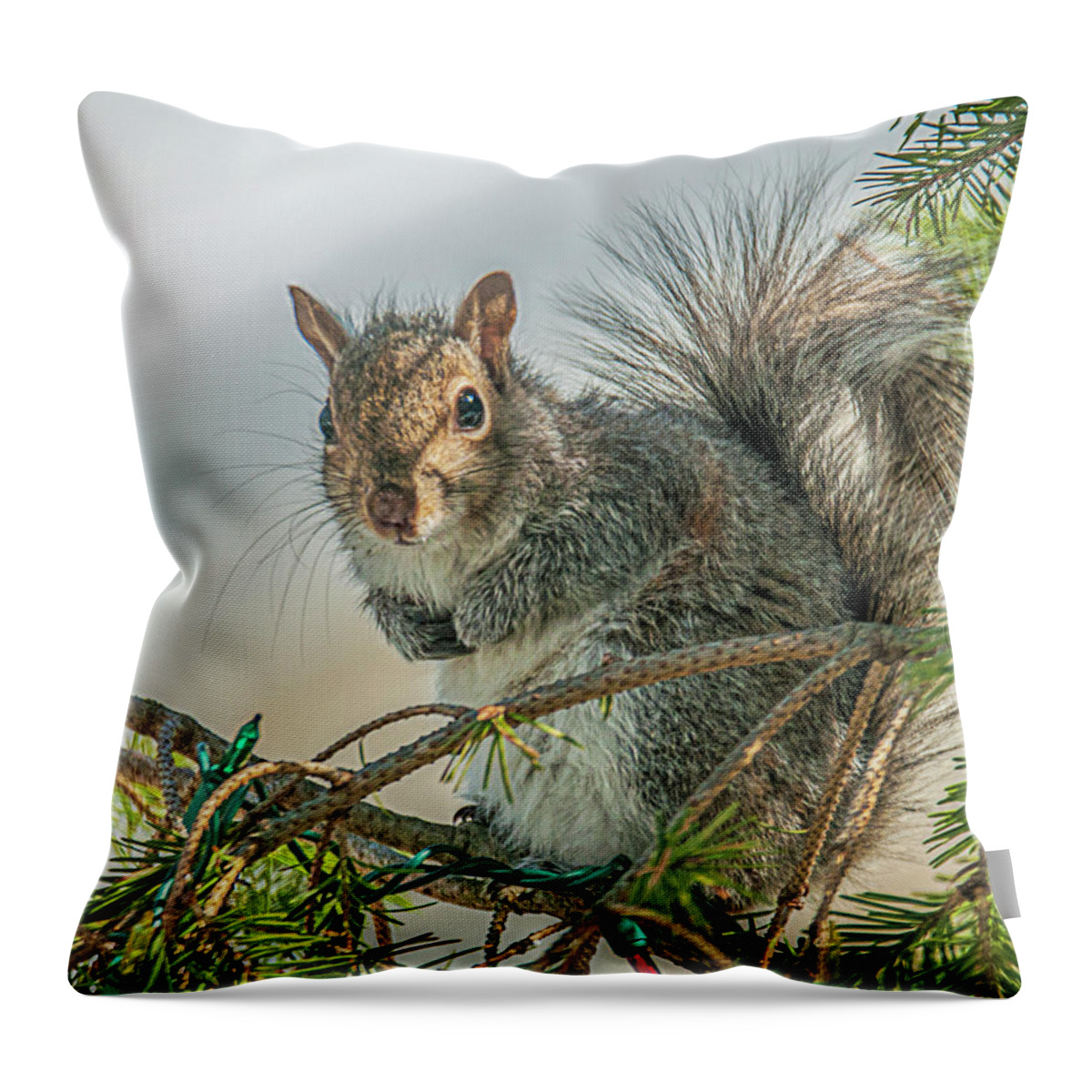 Nature Throw Pillow featuring the photograph Greetings #1 by Cathy Kovarik