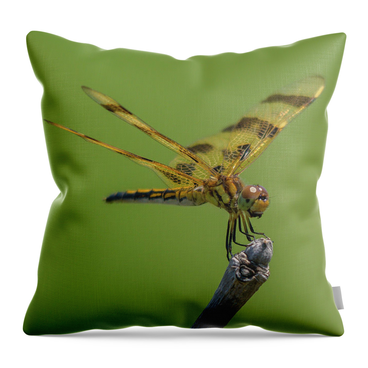 Halloween Pennant Dragonfly Throw Pillow featuring the photograph Halloween Pennant #1 by Cheryl Baxter