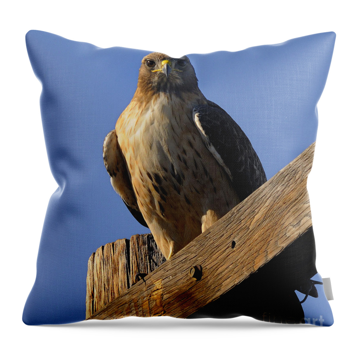Hawk Throw Pillow featuring the photograph Hawk #1 by Marc Bittan