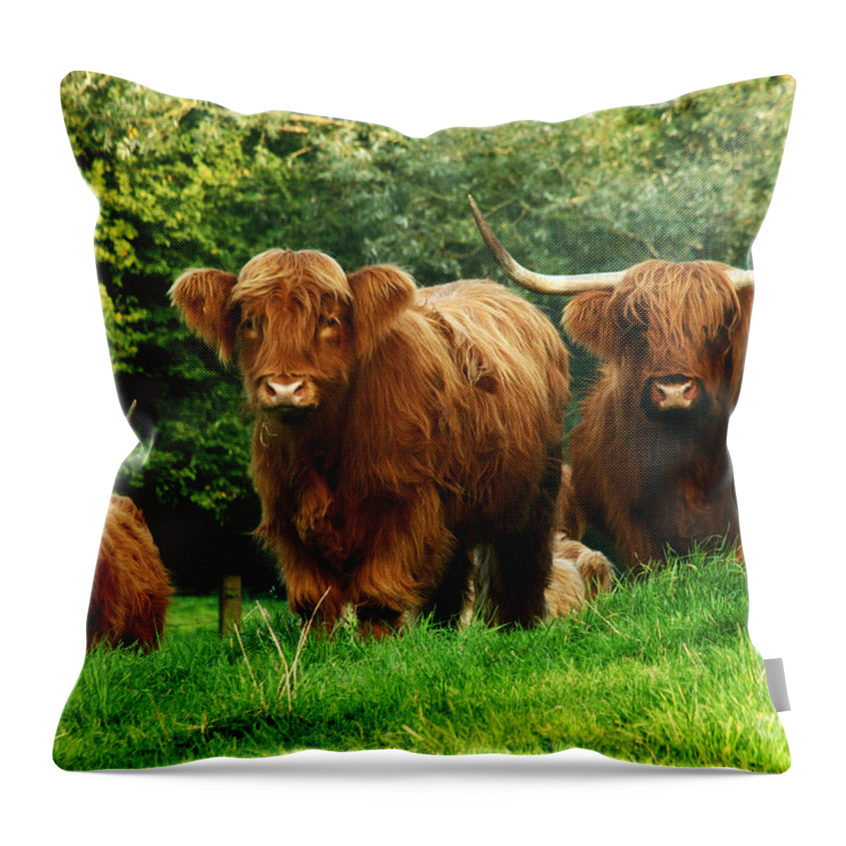 Cow Throw Pillow featuring the photograph Highland Cattle #1 by Ang El