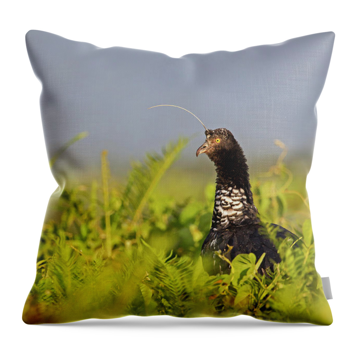 2015 Throw Pillow featuring the photograph Horned Screamer #2 by Jean-Luc Baron