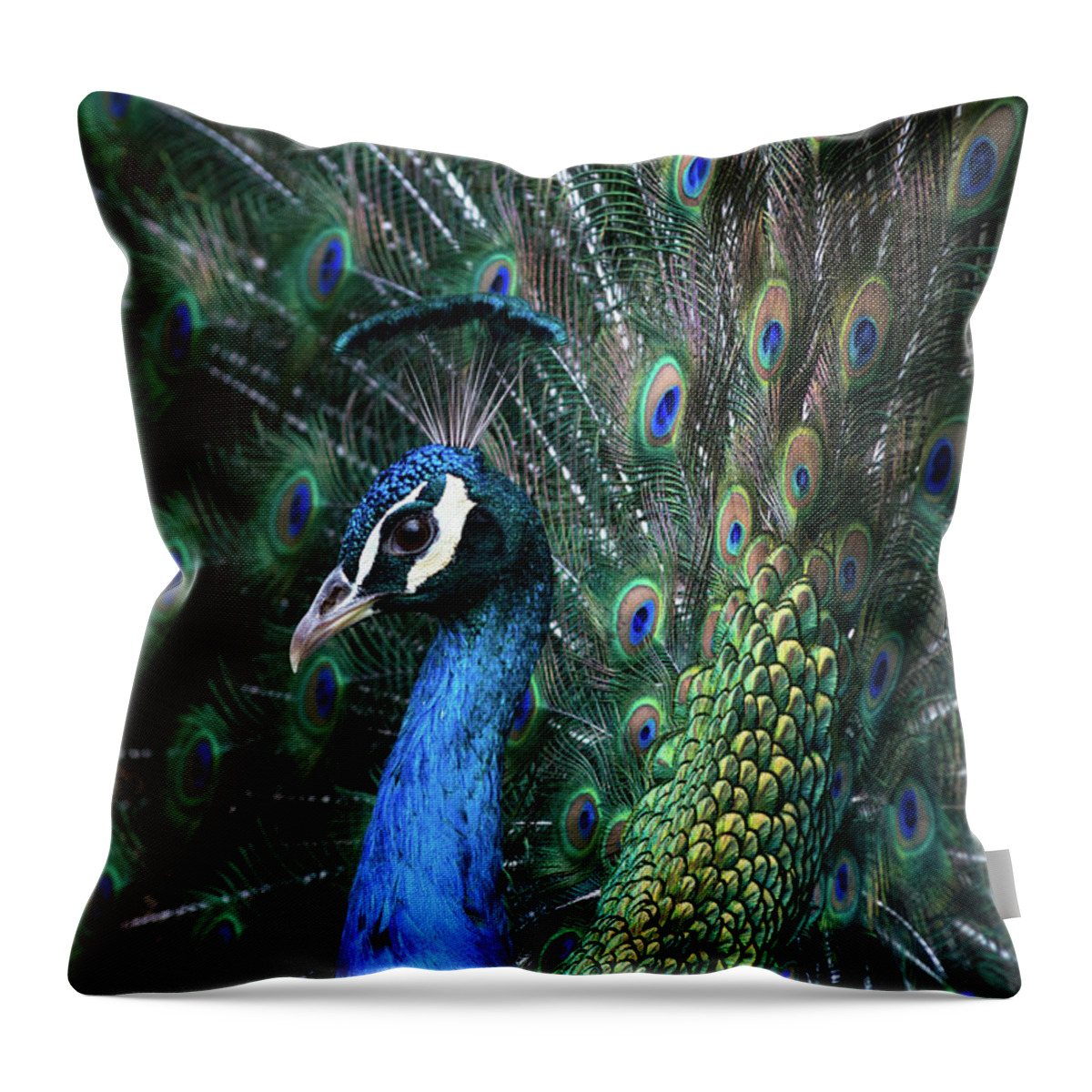 Indian Throw Pillow featuring the photograph Indian Peacock with tail feathers up #1 by Andrew Michael