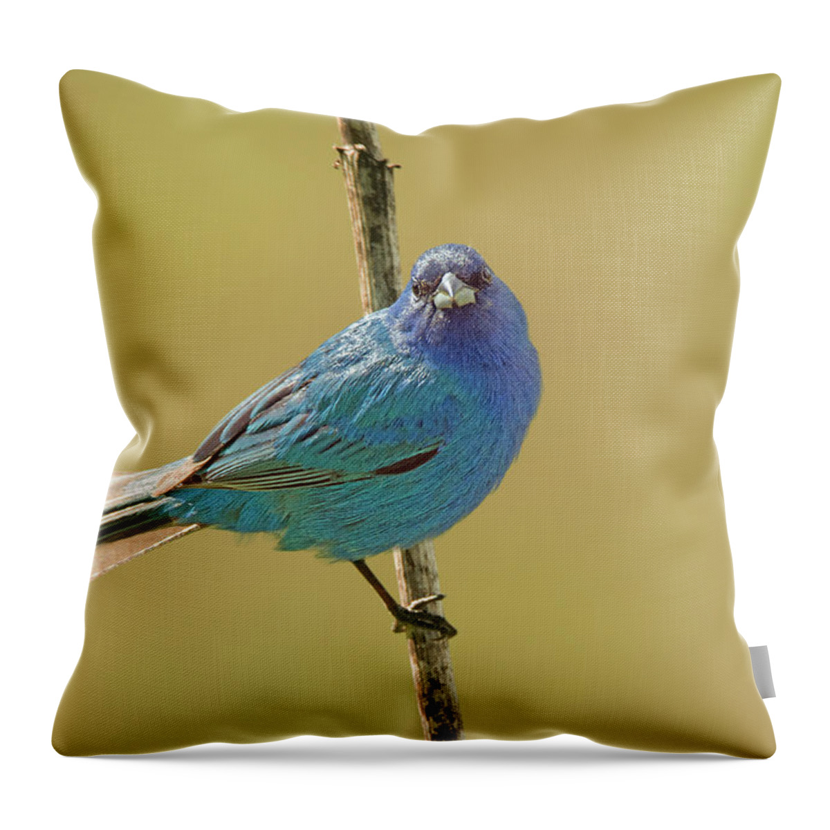 Bird Throw Pillow featuring the photograph Indigo Bunting #1 by Alan Lenk