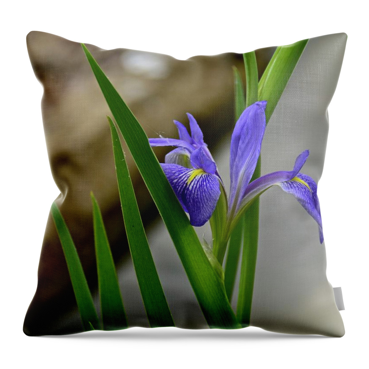 Flower Throw Pillow featuring the photograph Iris #1 by Carol Bradley