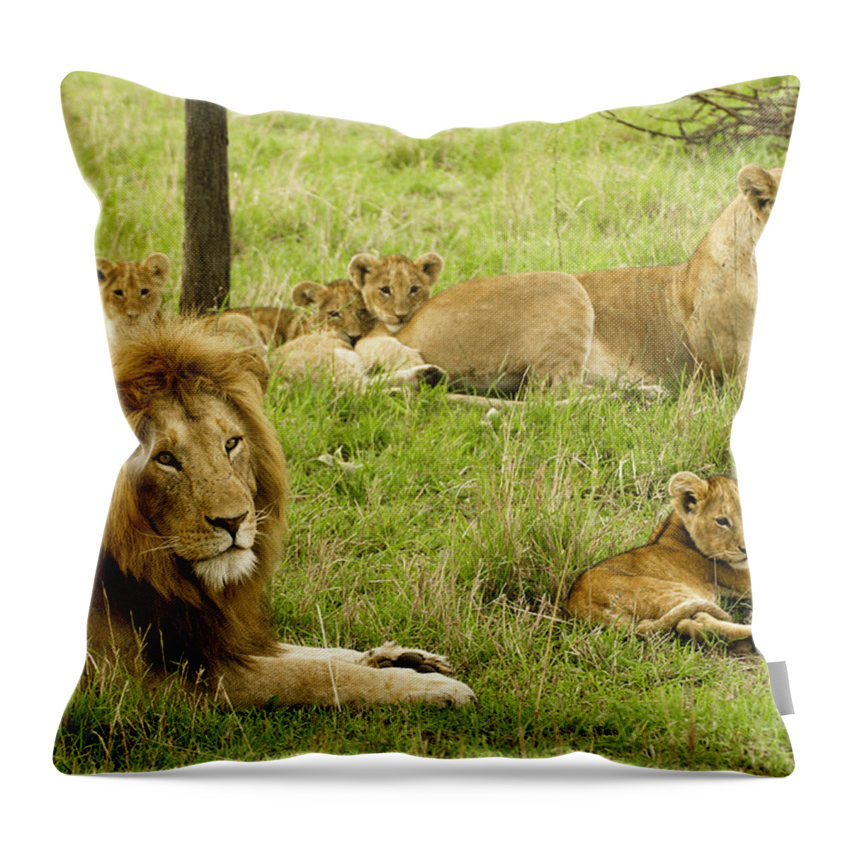 Lion Throw Pillow featuring the photograph It's All About Family #1 by Michele Burgess