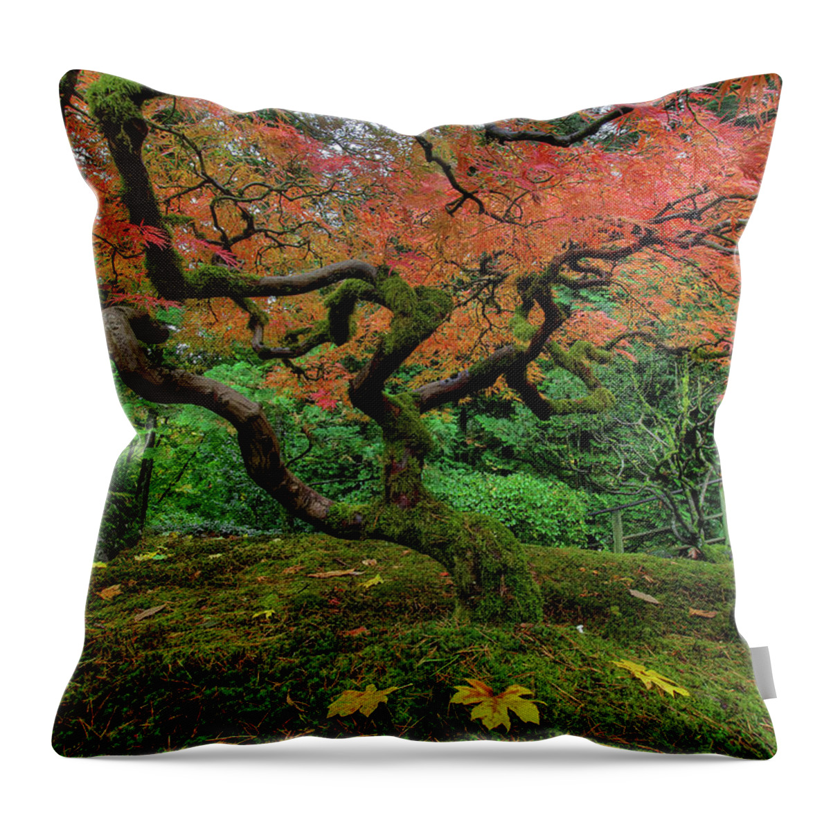 Japanese Garden Throw Pillow featuring the photograph Japanese Maple Tree in Autumn #1 by David Gn