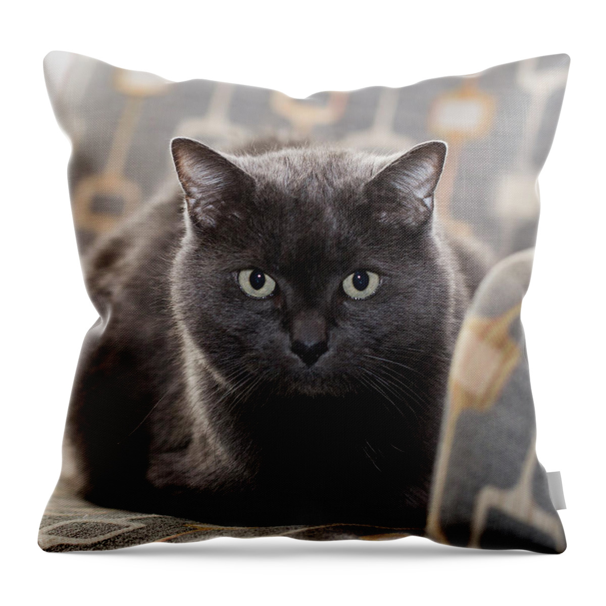 Cat Throw Pillow featuring the photograph Jeff the Cat #1 by Susan Stone